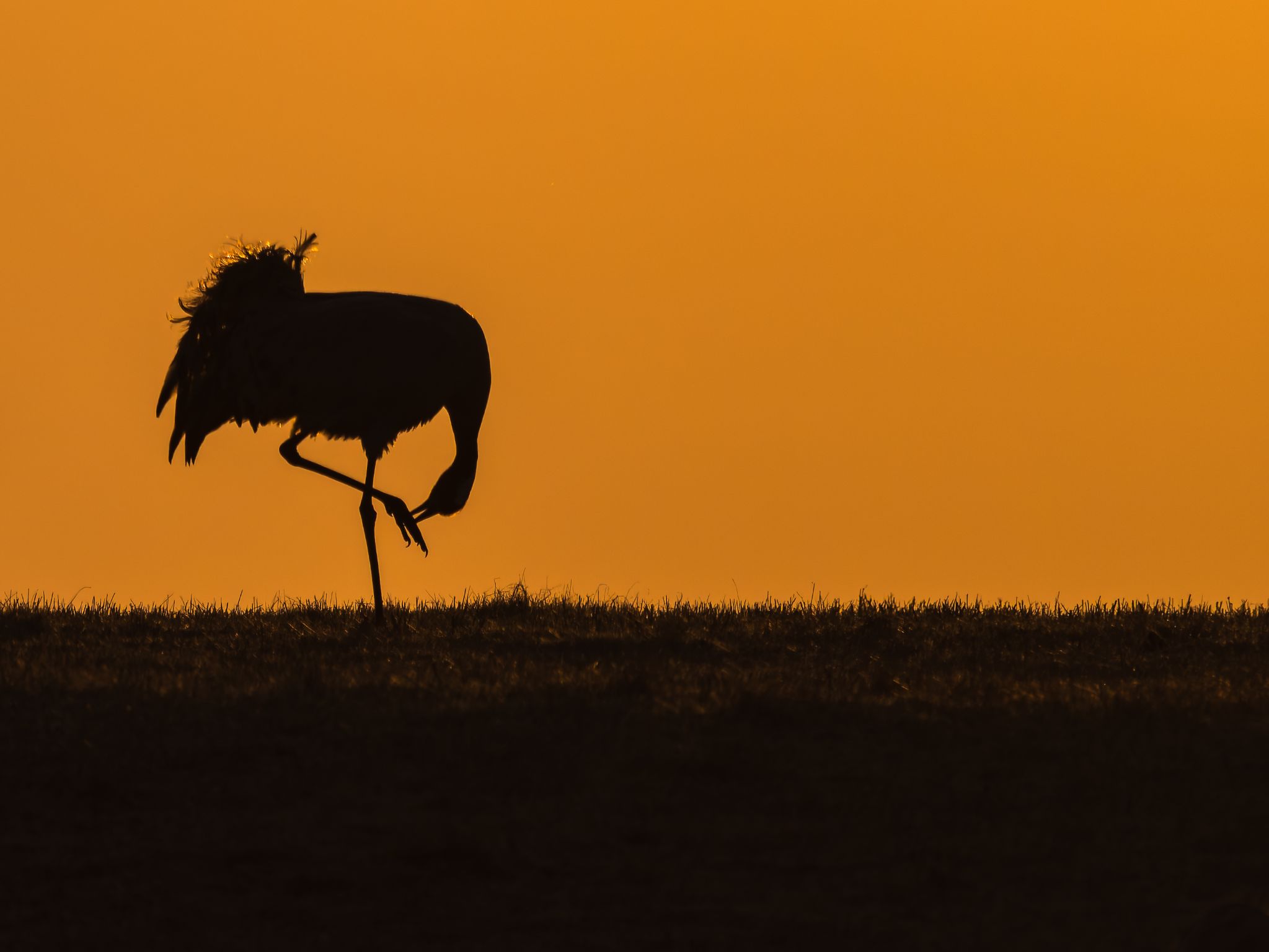 006 250324 0631 H  1HR0185 DxO DeepPRIME XD2s